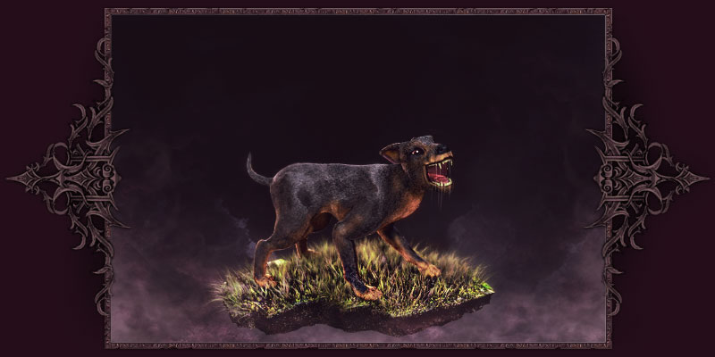 Hund